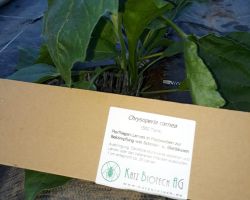 200_IMG-20190609-WA0009 Cropped