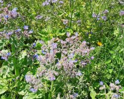 200_IMG-20200624-WA0006