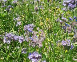 200_IMG-20200624-WA0008