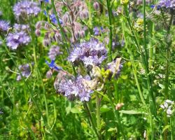 200_IMG-20200624-WA0009