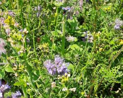 200_IMG-20200624-WA0011