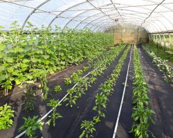 200_IMG-20180608-WA0007