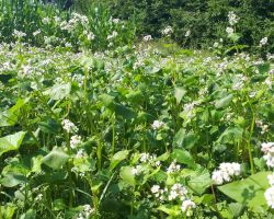 200_IMG-20190719-WA0004