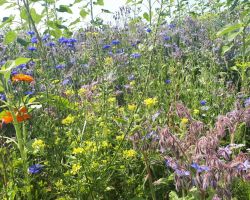 200_IMG-20190719-WA0008