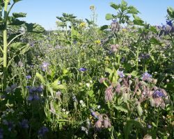 200_IMG-20190719-WA0013