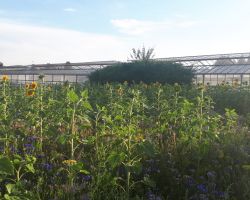 200_IMG-20190724-WA0001